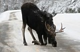 Moose getting up on icy road