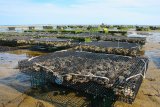 Oyster Cages at an Oyster Farm