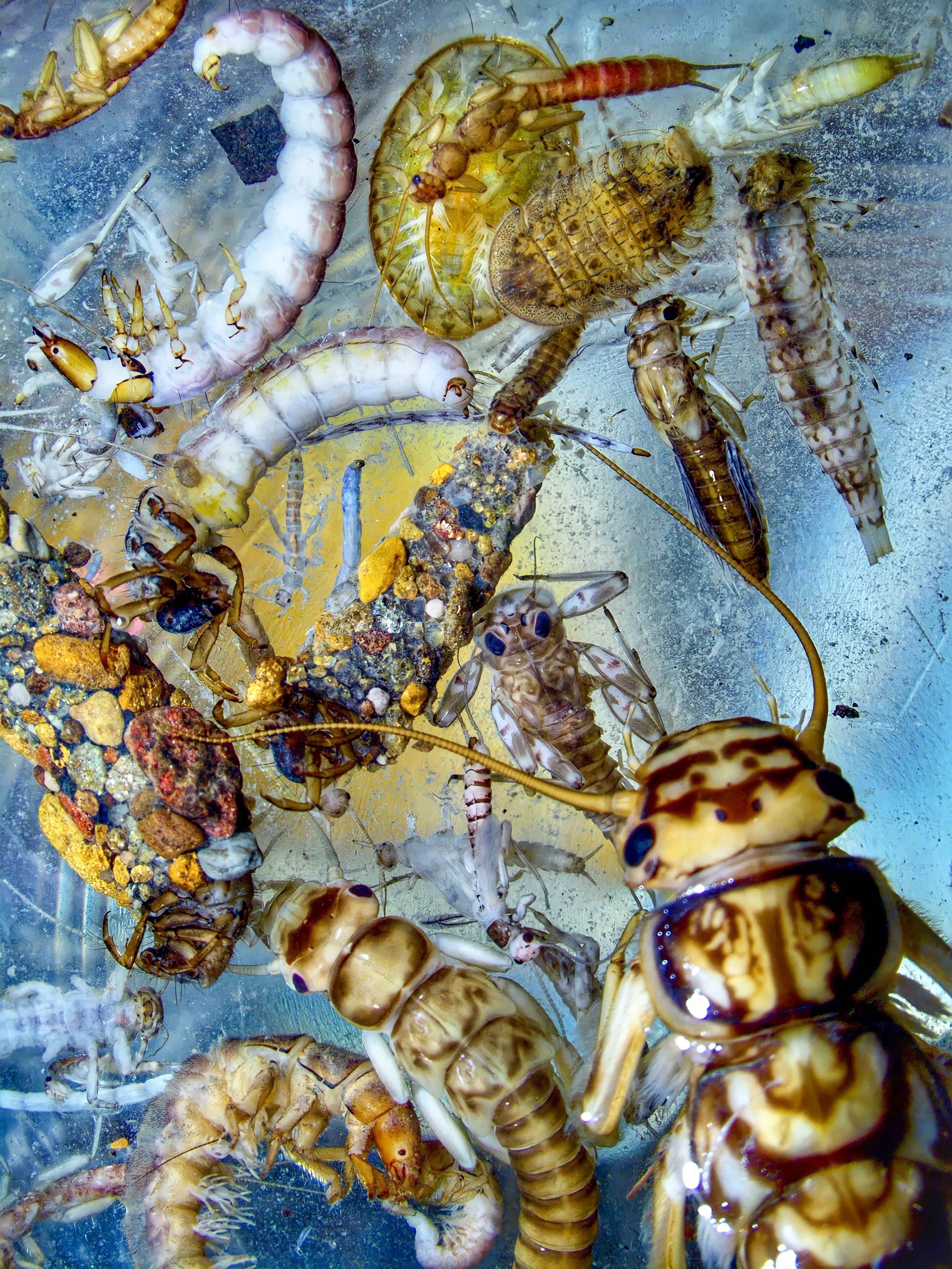 Indicators: Benthic Macroinvertebrates | National Aquatic Resource