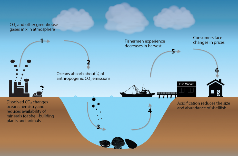 Effects of Ocean and Coastal Acidification on Ecosystems Ocean and