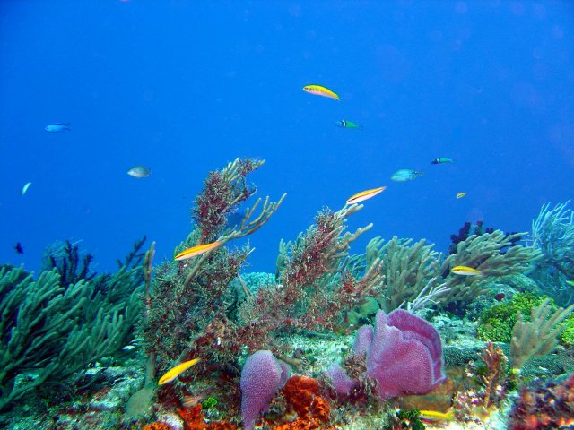 underwater ecosystem