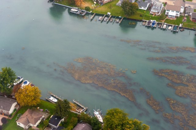 Foto aérea do crescimento excessivo de algas