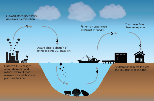 Effects of Ocean and Coastal Acidification on Ecosystems | Ocean and