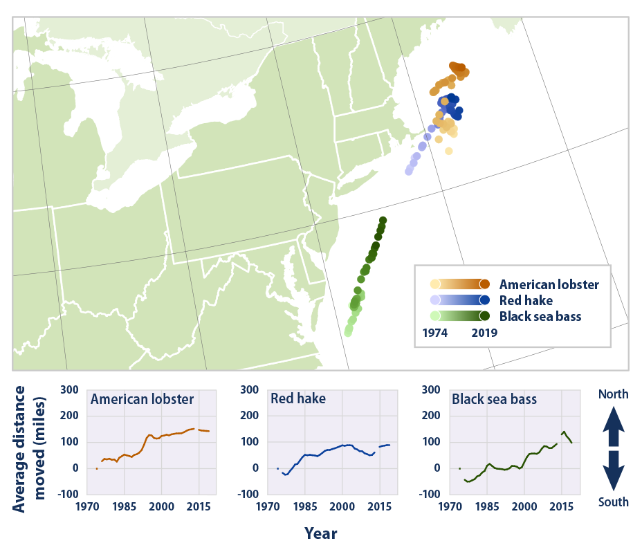 Map and line graphs showing the average locations of three fish and shellfish species in the Northeast from 1973 to 2019.