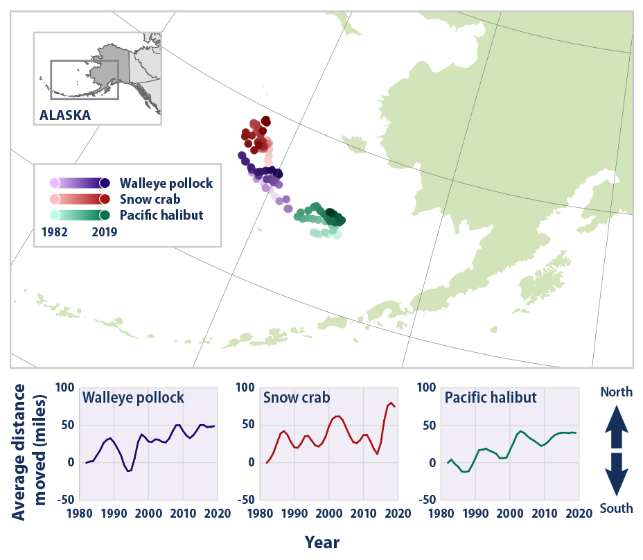 Map and line graphs showing the average location of three fish and shellfish species in the eastern Bering Sea from 1982 to 2018.