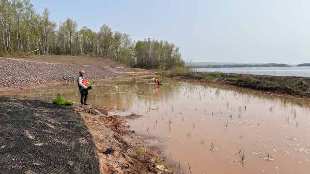 Crews plant native wetland plants in the Wire Mill Pond area of the project site.  