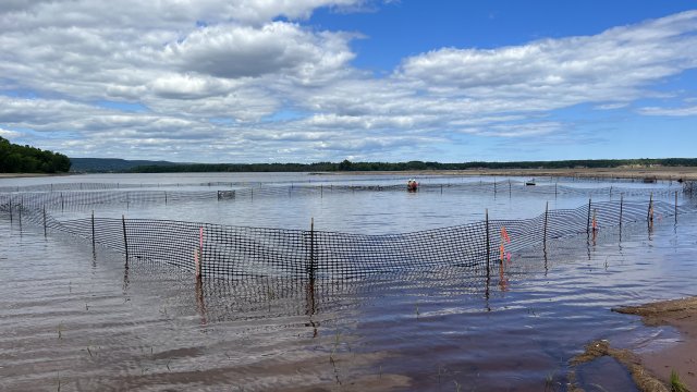 Temporary fencing is installed in the Shallow Sheltered Bay to minimize predation on newly planted areas.