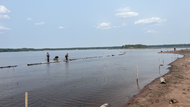 Planting is performed in front of the shoreline protection logs in the Shallow Sheltered Bay.