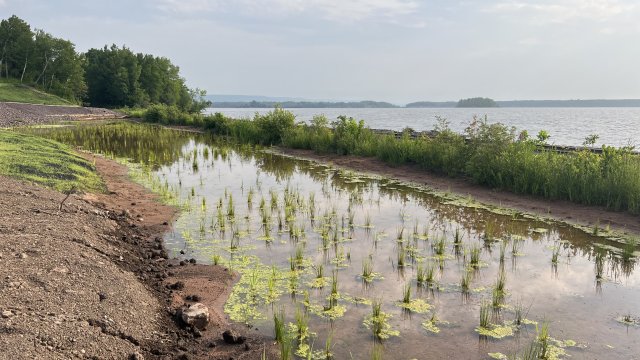 Status of new wetland plants in the Wire Mill Pond north wetland area. 