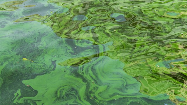 Harmful Algal Blooms (HABs) in Water Bodies