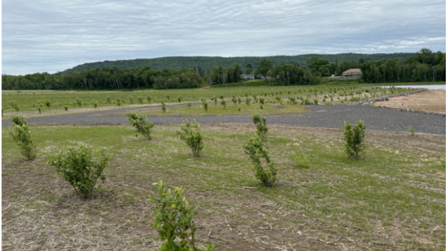 Shrubs are planted near the pedestrian trail on the Delta Upland Cap.