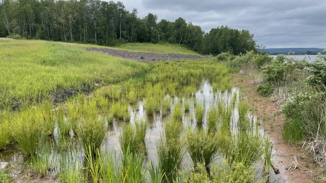 Emergent wetland vegetation is establishing in Wire Mill Pond. 