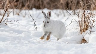 When hare in the snow.