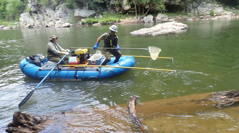 Field crew collects fish from a river.