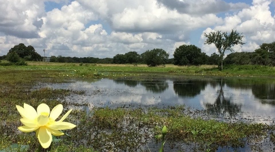 Texas lake with lotus.