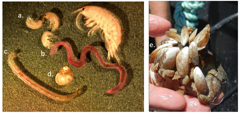 Benthic Invertebrate Explained: Unveiling the Mysteries of Aquatic Ecosystems