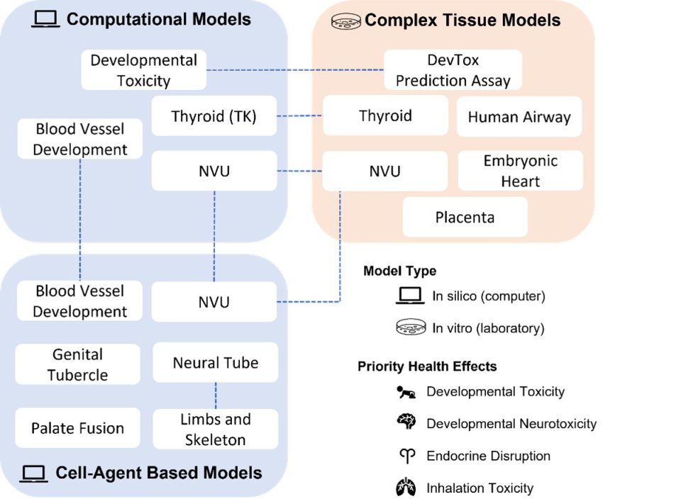 Schematic drawing connections between different model types. Developmental Toxicity is present in Computational Models and Complex Tissue Models. Blood Vessel Development is present in Computational Models and Cell-Agent Based Models. NVU is present in all three categories. 