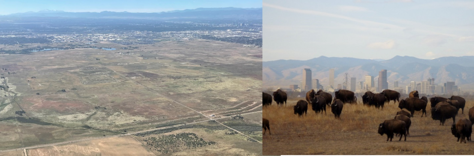Left: Aerial view of the Rocky Mountain Arsenal site; Right: Buffalo in a field with a cityscape in the background