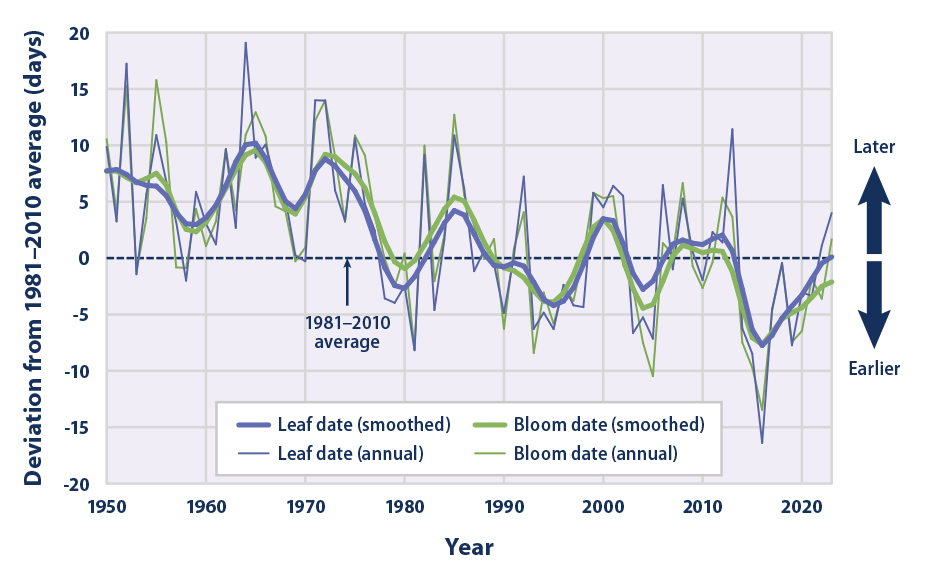 Line graph from 1950 to 2023 showing changes in the timing of when lilacs and honeysuckles grow their first leaves and flower blooms in the spring across Alaska.