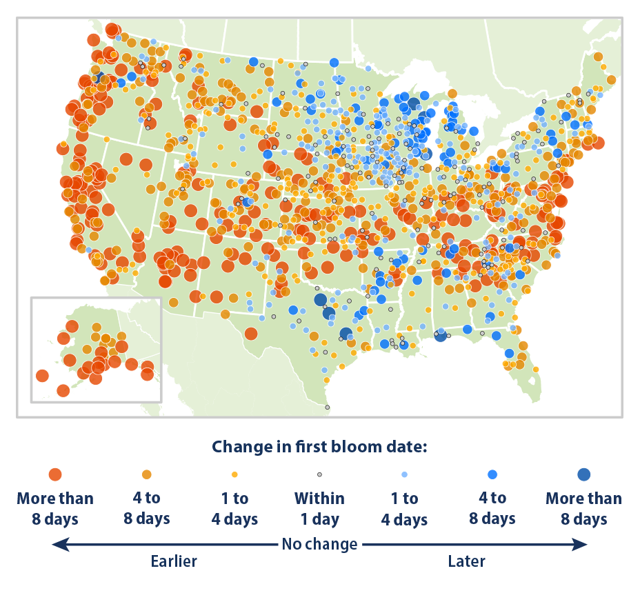 Map showing the change in first bloom dates at weather stations across the contiguous 48 states and Alaska. This map compares the average first bloom date during two 10-year periods: 1951-1960 and 2014-2023.