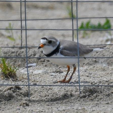 Piping plover keeping watch over four eggs in Maumee State Park