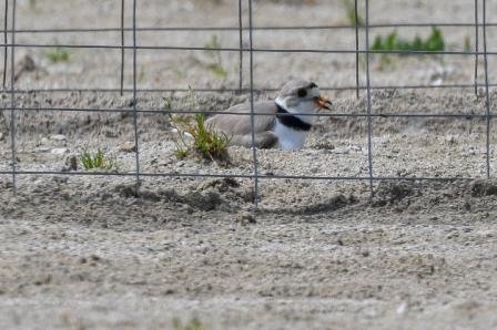 Piping plover nest in Maumee State Park