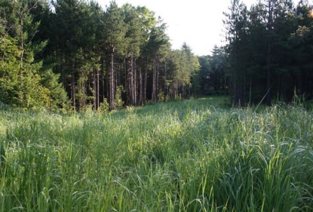 grass and a forest