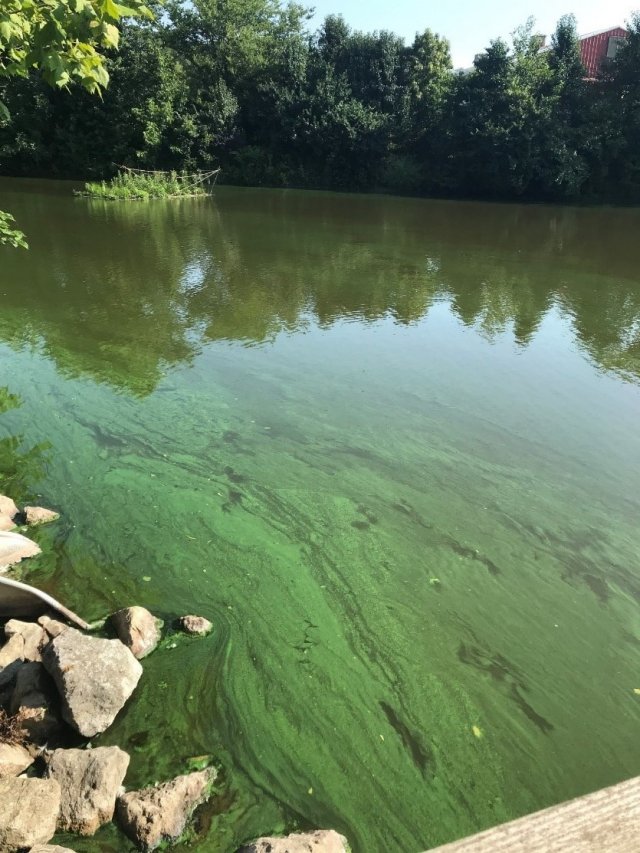Cyanobacteria blooming in a pond located near the West Fork Reservoir (also known as Winton Lake) just north of Cincinnati, Ohio. The West Fork Reservoir, one of the 20 studied, has an urban watershed and has experienced frequent blooms during the summer since 2012.  