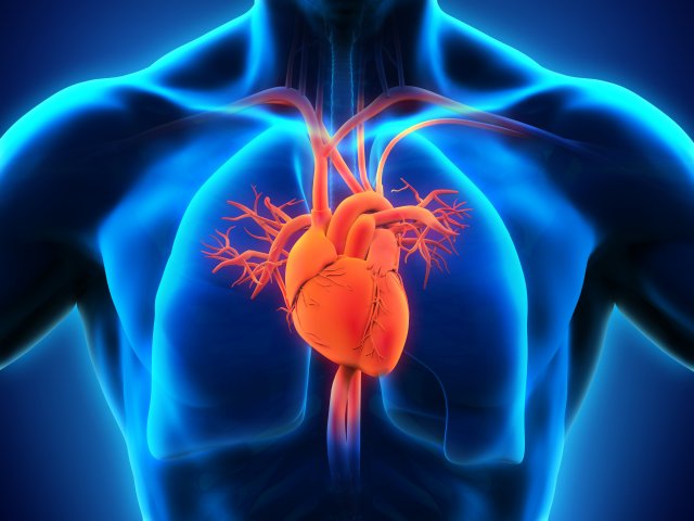 Cardiology 101: Understand and protect your heart