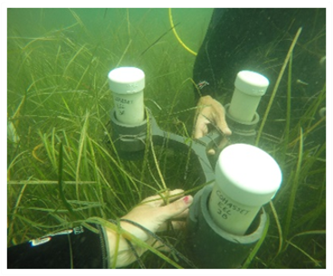 Why seagrass needs space