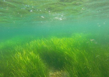 Carbon Storage in Caribbean Seagrass is Worth $88 Billion a Year