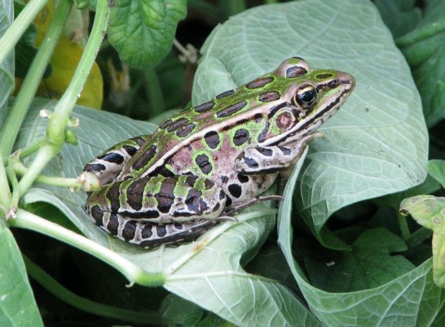 How Do Pesticides Affect Frogs? EPA Researchers Conduct Uptake and Toxicity  Studies to Find Out