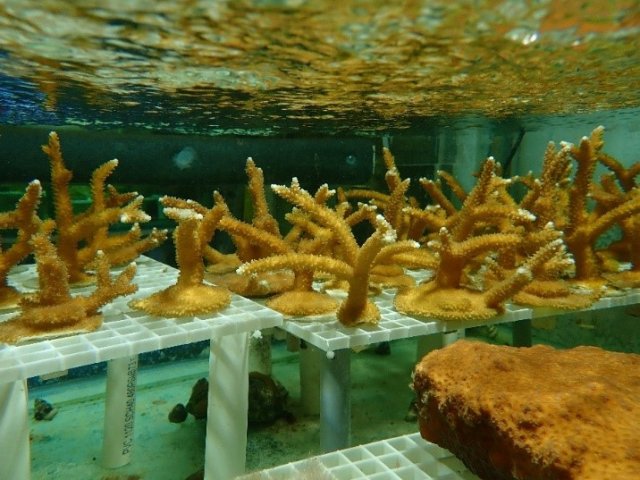 Natural Threats to Coral Reefs: Corals Tutorial