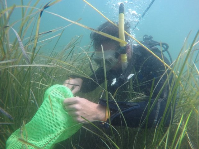 Dr. Phil Colarusso, EPA marine biologist, collects seagrass vegetation during a dive at a field site in Southern New England. 
