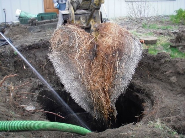 Photo of tree roots being removed from septic system
