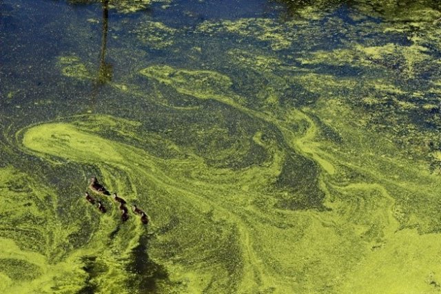 blue green algae bloom