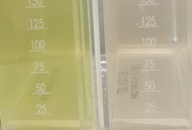 After two weeks incubation, the flask on the left shoes lake water with no glucose added (the control) and the flask on the right shoes the water treated with glucose. 