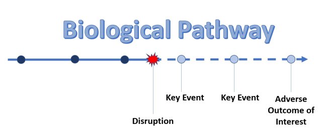 Biological pathway represented by arrow. There is a disruption point, after which the arrow is dashed to indicate a change in the future direction. 