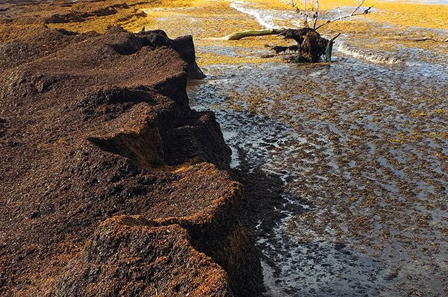 sargassum brown