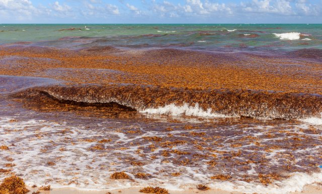 sargassum in water