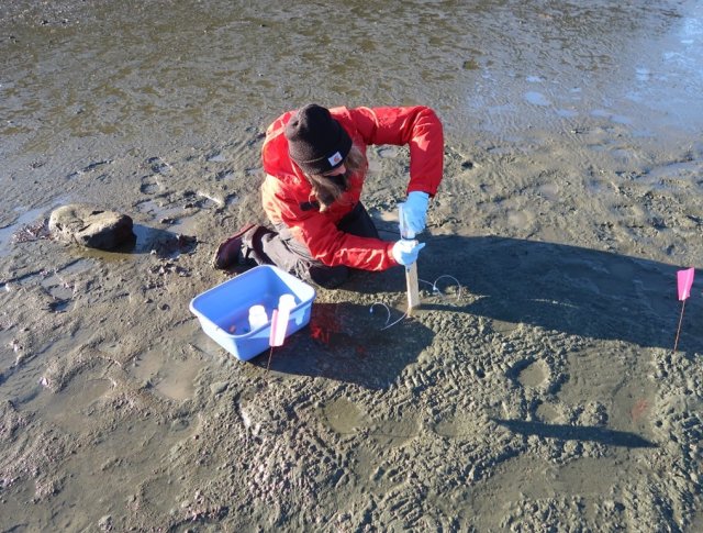 After the test plots are installed, the team sampled the porewater using rhizons.  The porewater is analyzed for metals to quantify the effects of the added biochar.  Here team member Madi Novak is applying suction to rhizons to extract sediment porewater