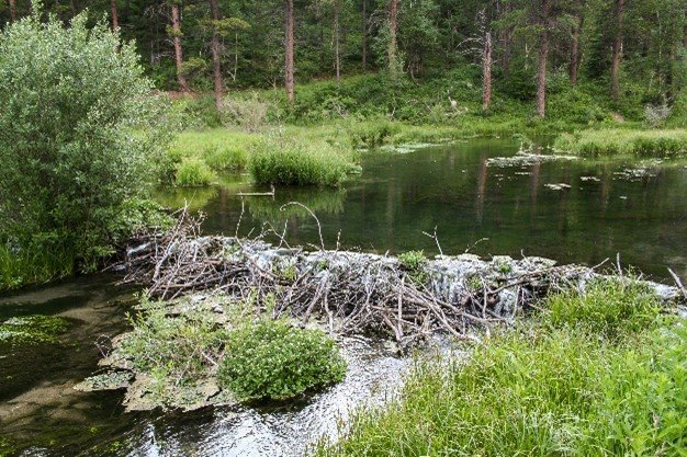 A beaver dam built in a body of water