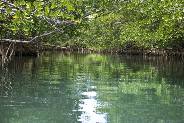 Water surrounded by mangrove trees