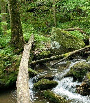Photo of a forested mountain stream. Photo by Jana Compton, U.S. EPA