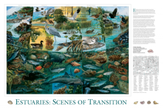 Preview of the Poster, Estuaries: Scenes of Transition