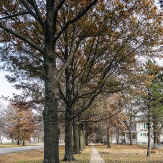Trees lining a neighborhood sidewalk and street