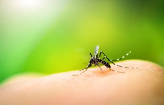 A mosquito rests on a person's skin.