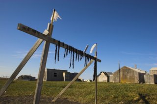 Fish meat is hanging to try near a traditional Inuit village.