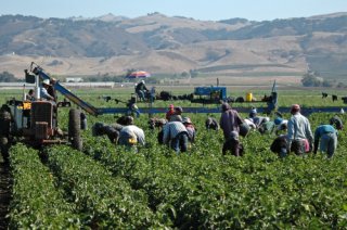 A group of workers labors in an agricultural field.