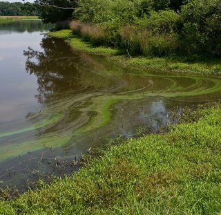 estuary animals and plants